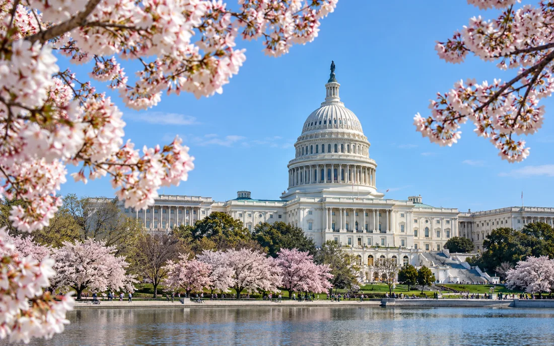 United States Capitol framed by spring cherry blossoms in Washington DC